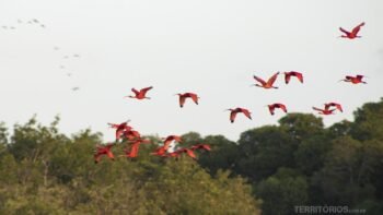 Revoada dos Guarás no Delta do Parnaíba