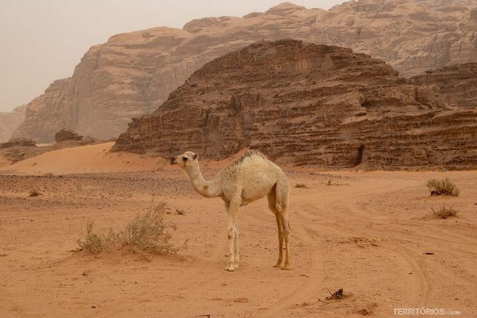 Filhote de dromedário no deserto Wadi Rum