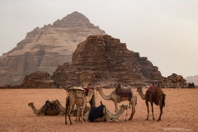 Camelos disponíveis para passeio em Wadi Rum