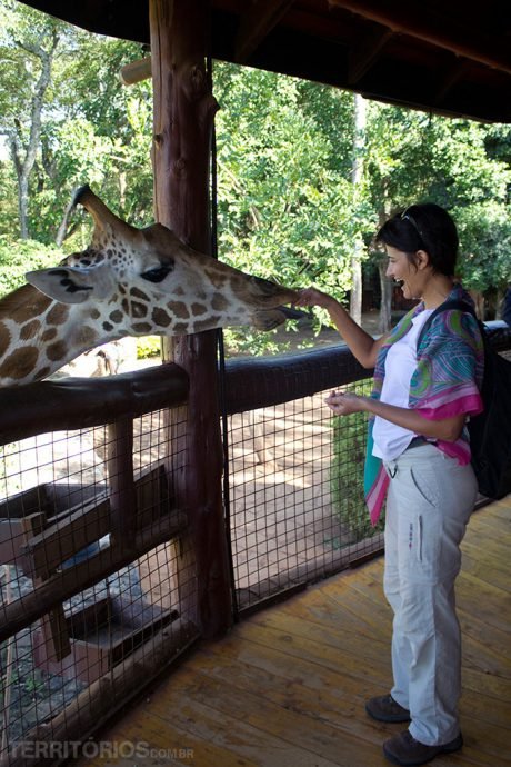 Interagindo com a girafa em Nairóbi no Índice Quênia