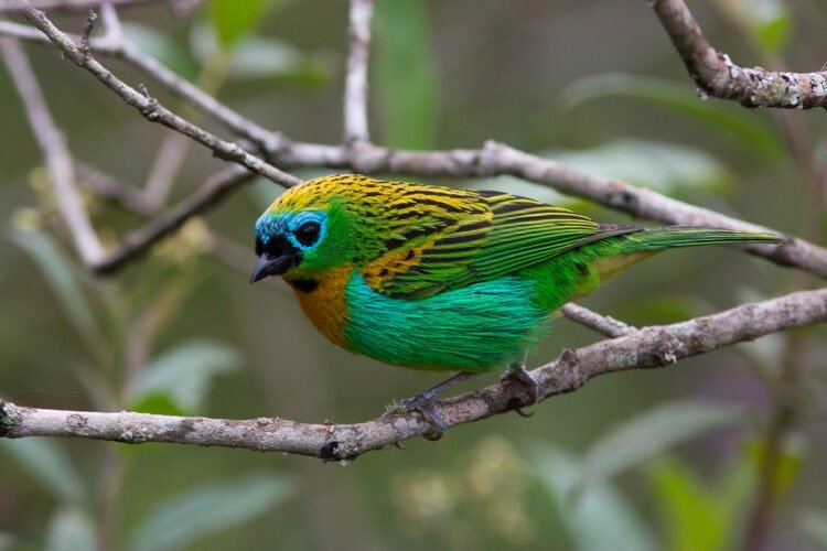 Saíra Lagarta (crédito Ricardo Mendes)