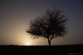 Jardim do Feynan Ecolodge