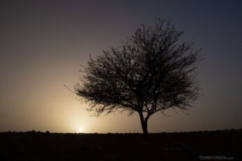 Jardim do Feynan Ecolodge