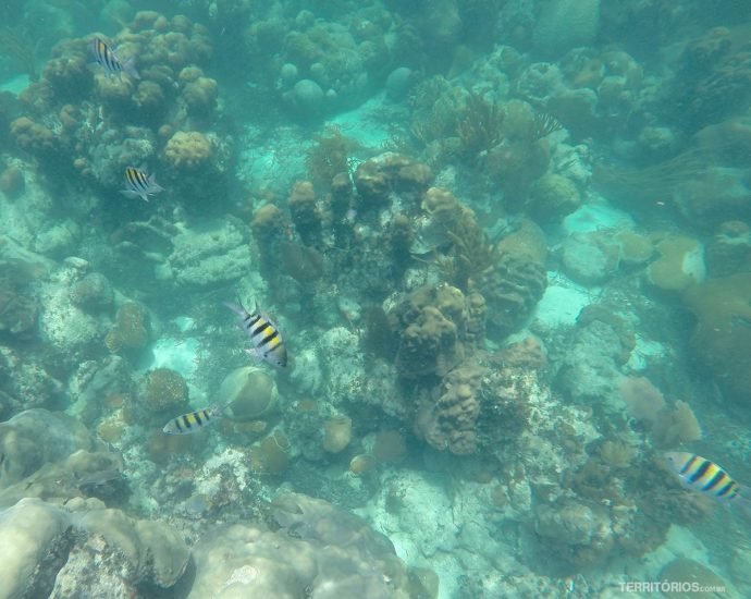 O que fazer em Key West: snorkel