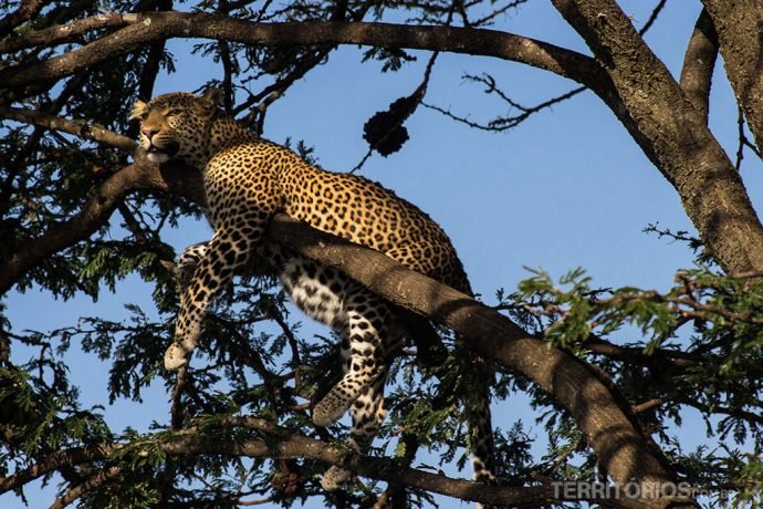 Leopardo com a barriga cheia. É um dos 5 animais africanos do Big Five