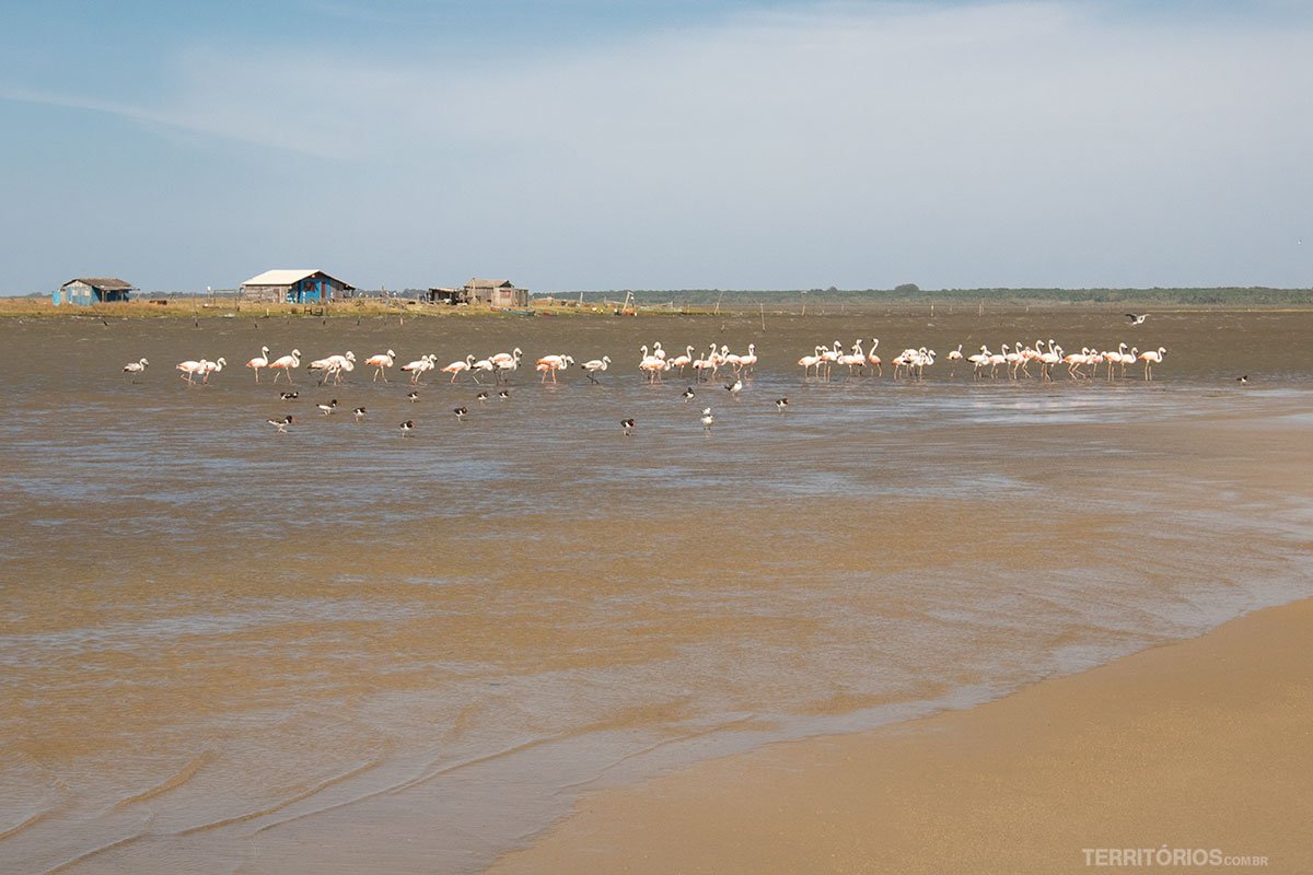 Flamingos na Lagoa do Peixe