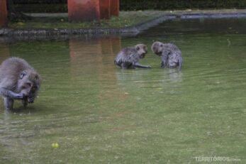 Floresta dos Macacos Sangeh
