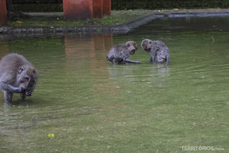 Floresta dos Macacos Sangeh