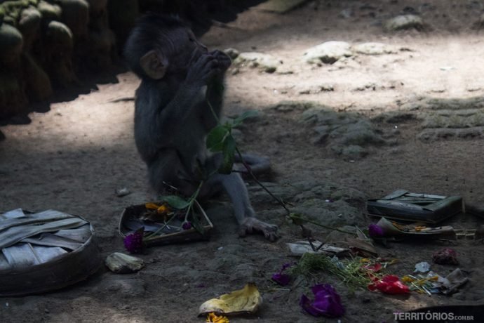 Filhote de macaco come oferendas