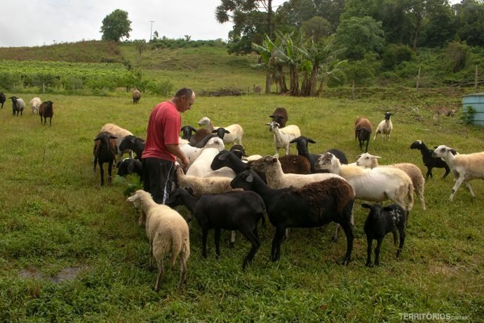 Homem com ovelhas na zona rural do Rio Grande do Sul
