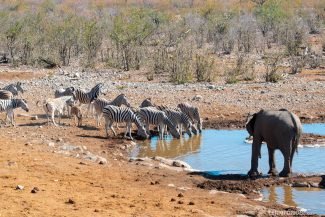 Elefante e zebra no Parque Nacional Etosha
