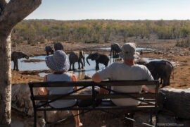 Parque Nacional Etosha em safari por conta própria Casal observa elefantes no Parque Nacional Etosha
