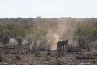 Manada de elefantes levantam poeira na savana do Parque Nacional Etosha