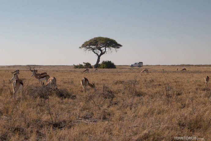 Antílopes na savana africana da Namíbia