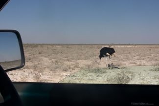 Avestruz vista o carro durante o self drive safari