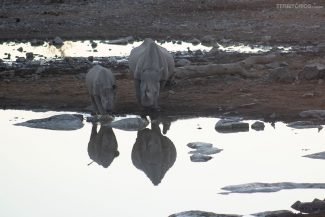 Filhote e mãe rinoceronte no lago