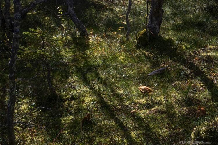 Dalarna no verão é verde