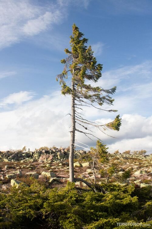 Pinheiro mais antigo do mundo em Fulufjellet Old Tjikko na floresta ancestral Uma das árvores mais antigas do mundo