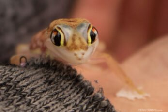 Lagarto nas dunas da Namíbia