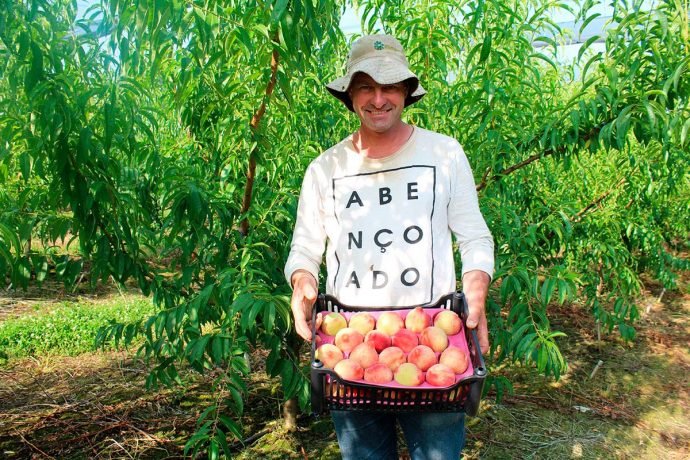Fabiano de Bortoli é produtor de pêssegos em Pinto Bandeira