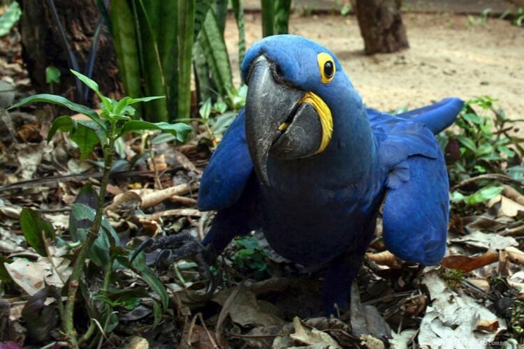 Live streaming de vida selvagem