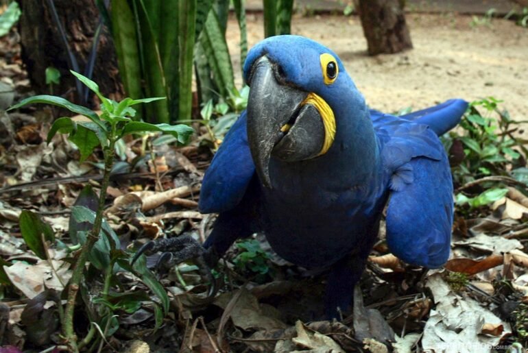 Live streaming de vida selvagem