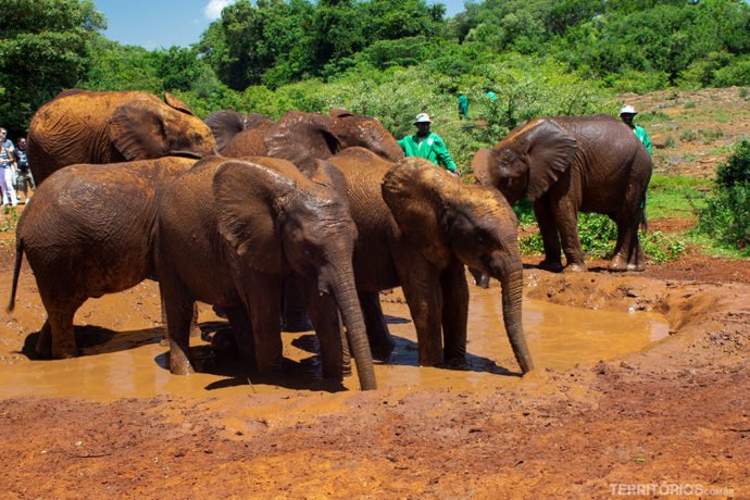 Elefantes na hora da mamadeira por live streaming