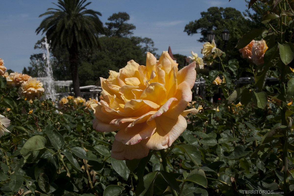 Rosa no Rosedal de Buenos Aires como sugestão de lugares para viajar na primavera
