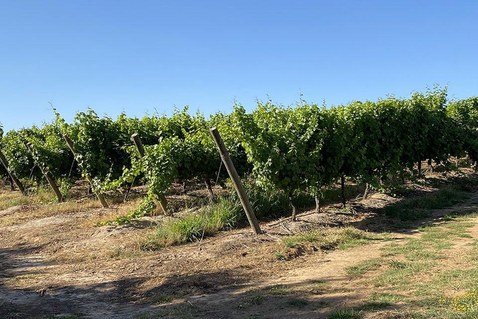 A vinícola Aresti tem 70 anos de tradição e exporta vinhos para mais de 40 países