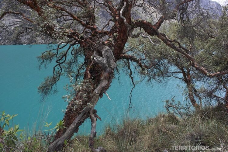 Lagoa Orconcocha e árvore no Parque Huascarán