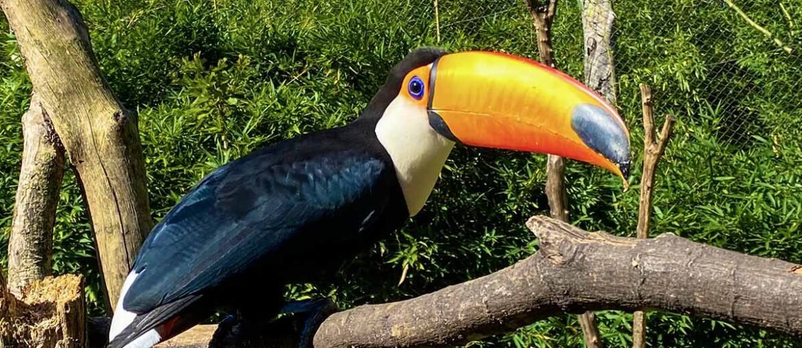 Tucano no GramadoZoo