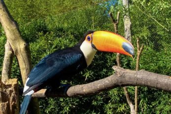 Tucano no GramadoZoo