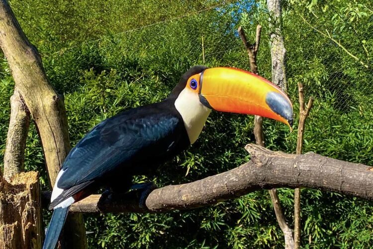 Tucano no GramadoZoo
