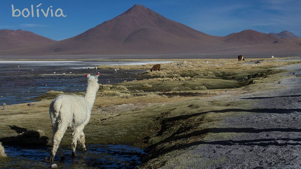Lhama, lago e vulcão na Bolívia, América do Sul