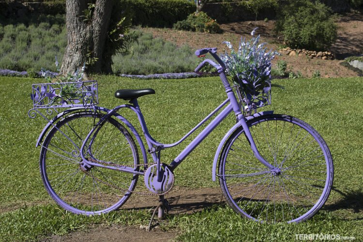 Bicicleta de cor lilás com bouquet de lavanda na cesta. Parque de lavandas em Gramado