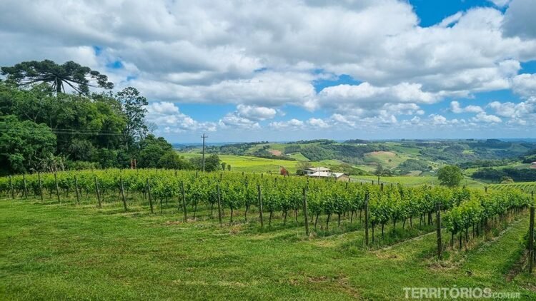 Campo verde com vinhas e araucárias, céu azul com nuvens na Rota Vinhos de Montanha