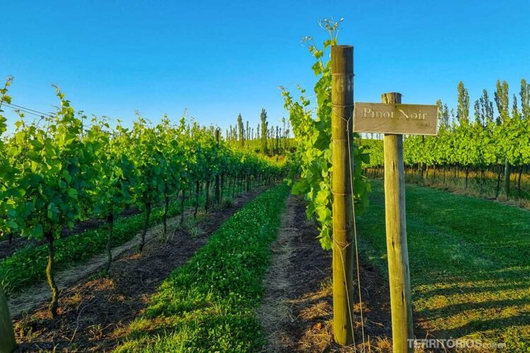 Placa com nome da variedade da uva em vinhedo da Rotas dos Vinhos de Montanha