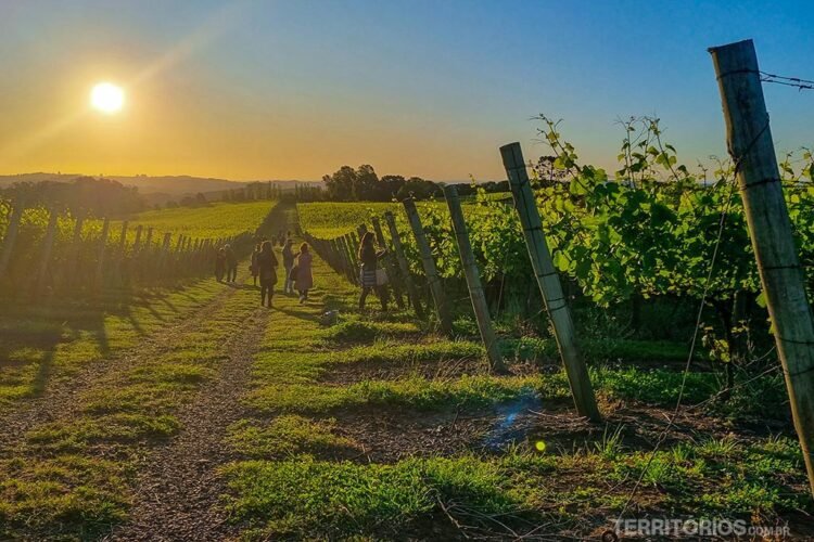 Sol de final de tarde em céu azul ilumina vinhedos verdes
