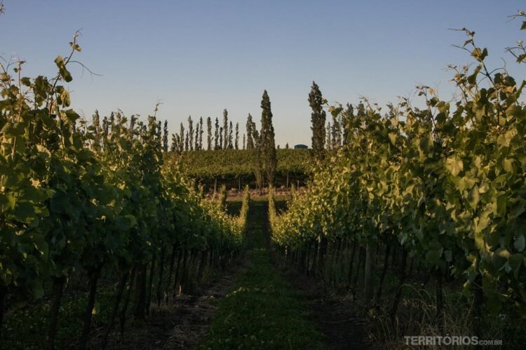 Corredor entre vinhedos com vista para árvores e céu azul na Rota Vinhos de Montanha