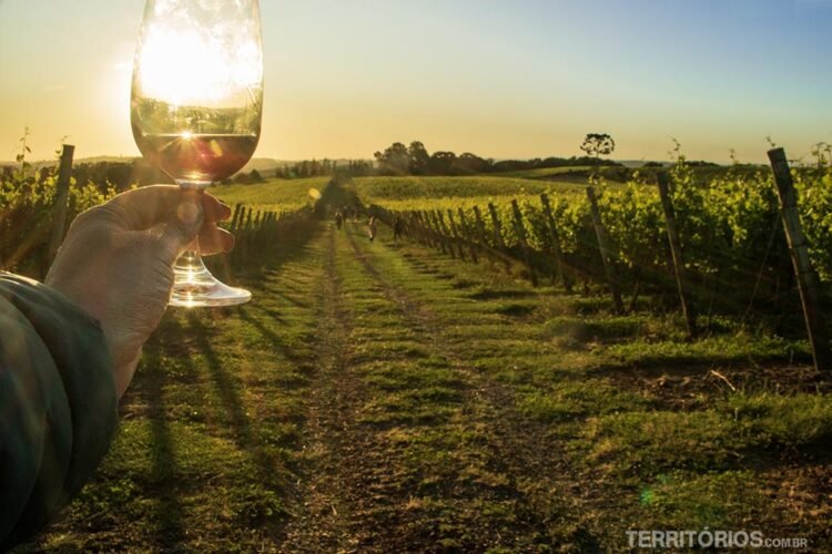 Plantação de uvas na Serra Gaúcha