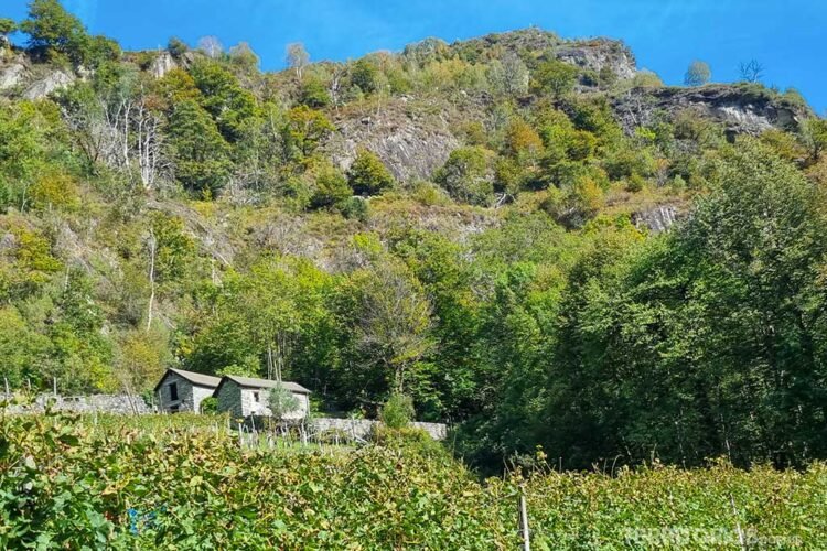 Campo de vinhas, uma casa e montanhas em cenário verde