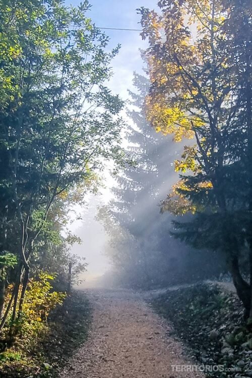 Caminho de terra entre pinheiros e nevoeiro com raios de sol entrando entre as folhagens de outono no Pays de Gex