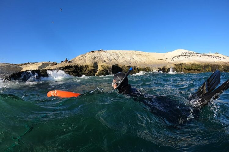 Pessoa vestida com roupa de neoprene mergulha no mar com snorkel e boia laranja. Rochas com lobos-marinhos ao fundo.