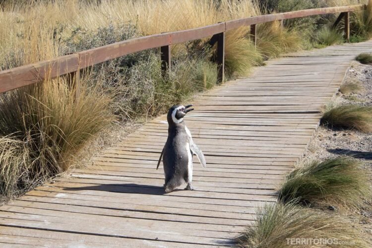Pinguin caminha em passarela de madeira
