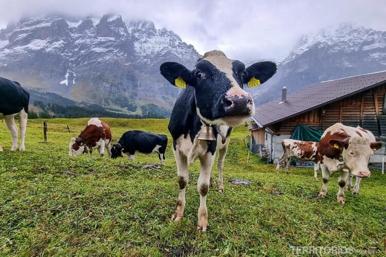 Vacas no pasto verde e montanhas nevadas ao fundo, céu nublado