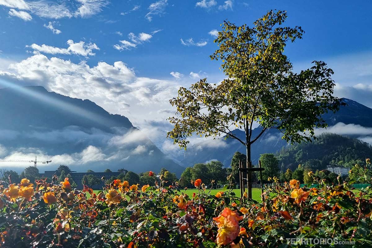 Jardim florido com um árvore, nuvens no céu ao redor das montanhas de Interlaken ao fundo