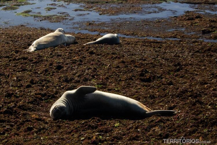 Elefantes-marinhos dormem sobre algas 