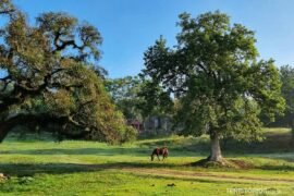 Norte do Uruguai, um roteiro histórico e natural