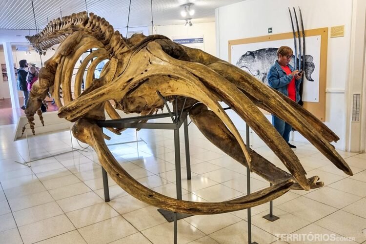 Esqueleto de baleia no centro de visitantes do parque Península Valdés