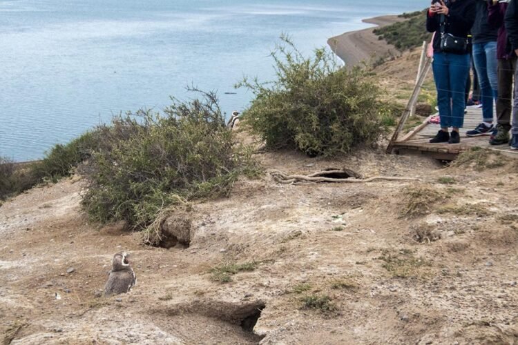 Passarelas e cercas limitam a distância dos pinguins na Península Valdés